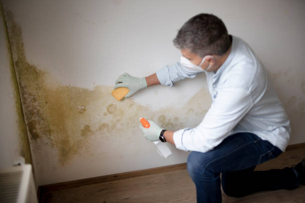 Reliable South Sumter, SC Mold Removal Solutions