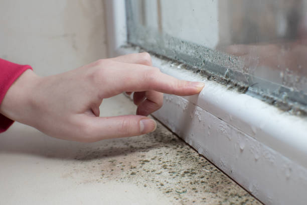Best Mold Removal for HVAC Installations  in South Sumter, SC