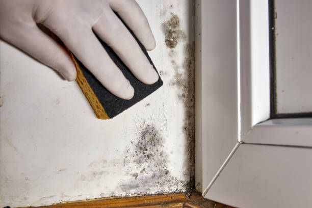 Best Mold Documentation for Insurance Claims  in South Sumter, SC